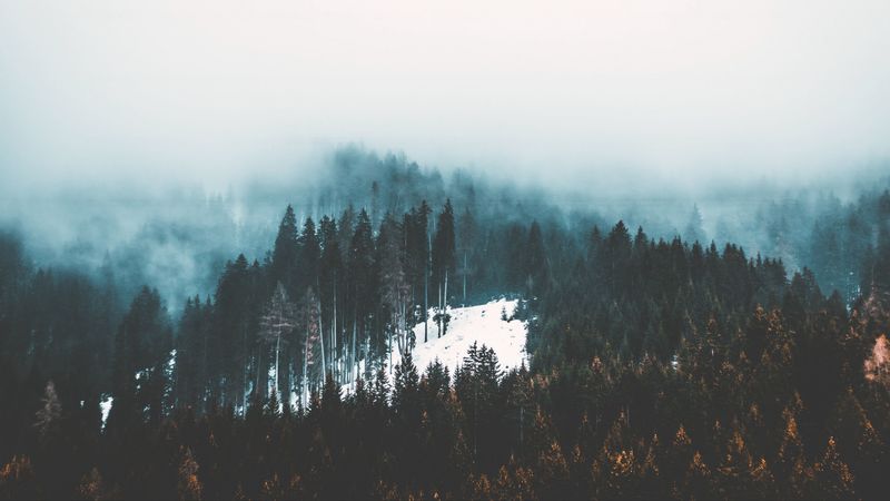 fog, trees, forest, snow, 4k