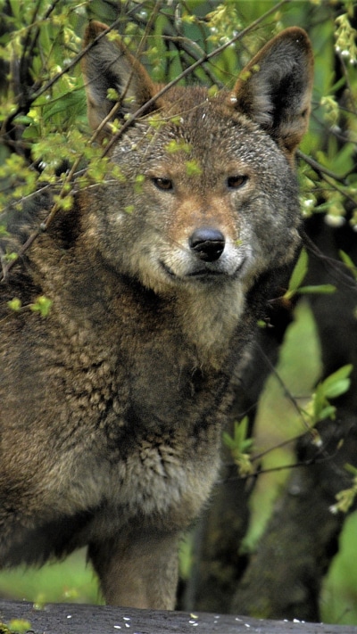 Animal Wolf, Red Wolf, 1080x1920