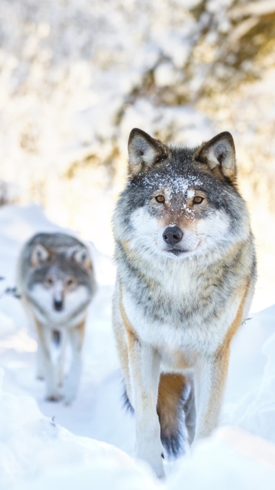 Animal Wolf, Winter, Snow, 1080x1920