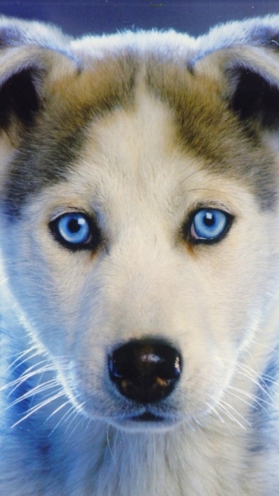 Animal Husky, 1080x1920