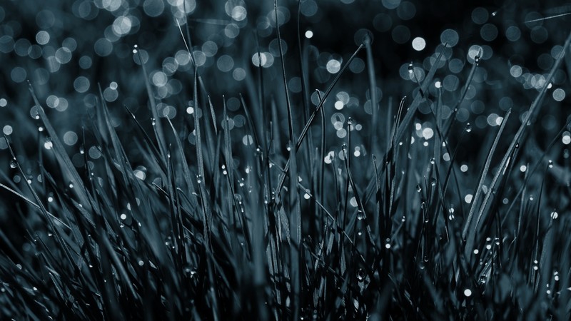 Grass, 4k, blue, dew, drops