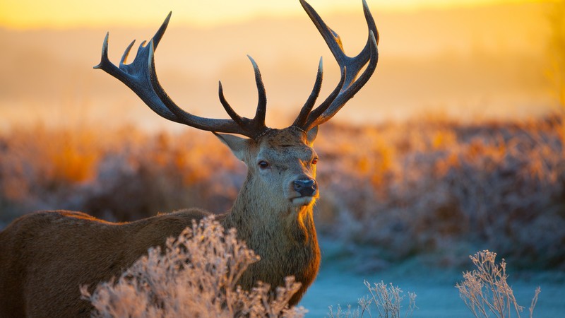 Deer, savanna, sunset, cute animals