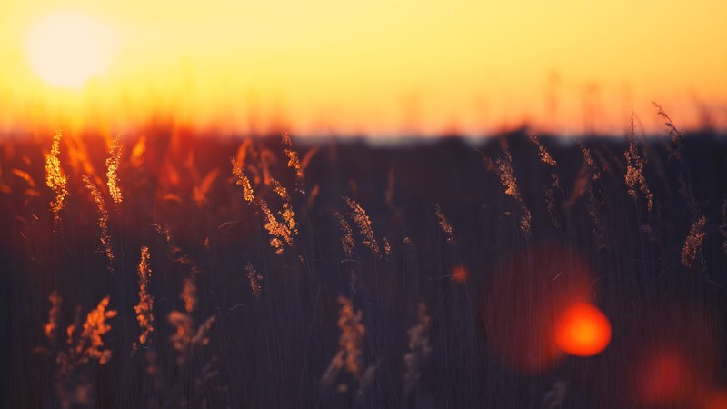 Field, 4K, HD, sunset, grass