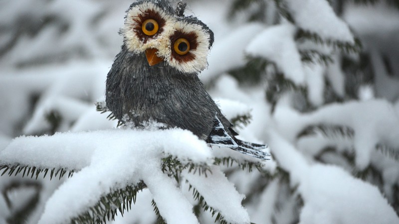 Owl, pines, snow, cute animals, funny