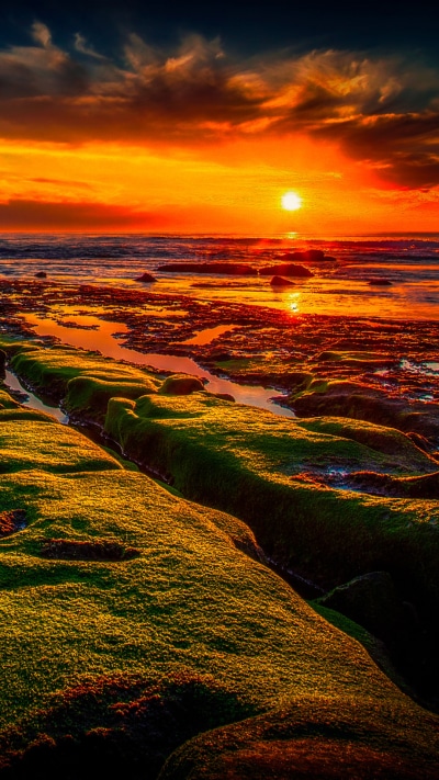 Earth Sunset, Moss, Horizon, Ocean, Nature, 1080x1920