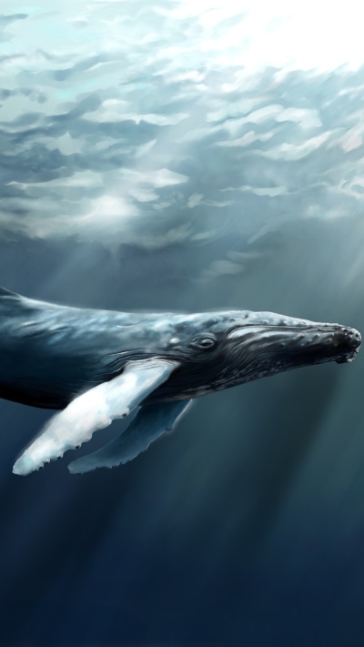 Animal Whale, Humpback Whale, 1080x1920 Phone HD Wallpaper