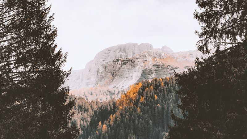 mountain, forest, autumn, trees, 4k