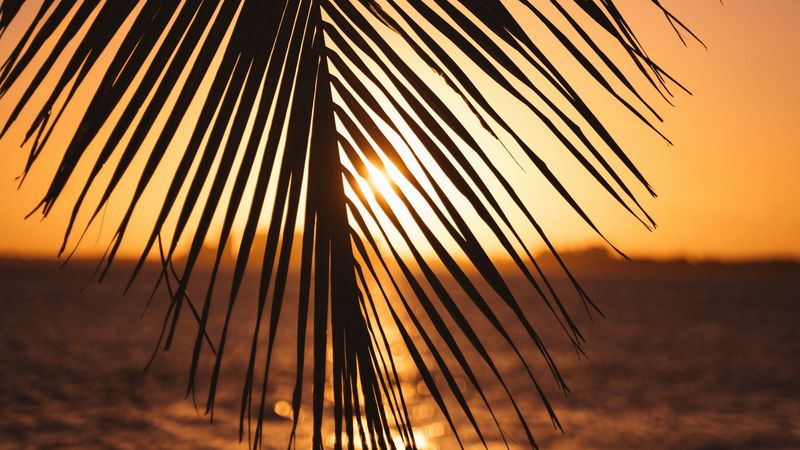 leaf, palm, sunset, horizon, 4k