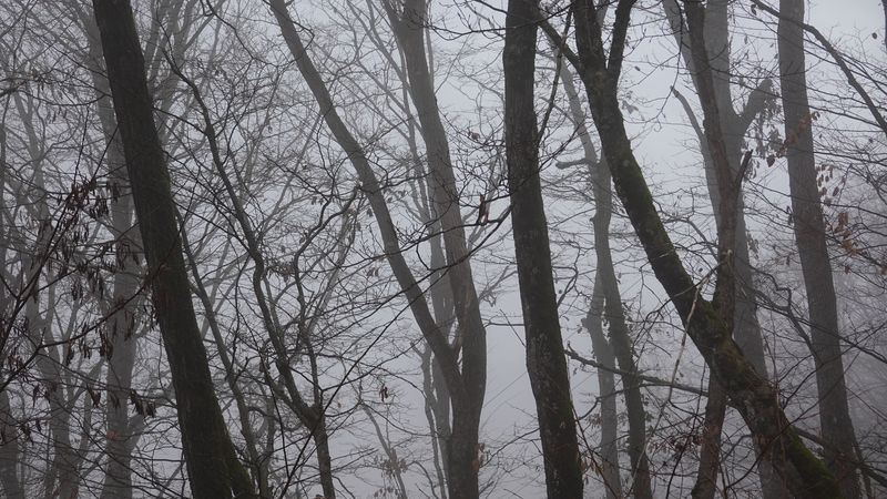 trees, fog, branches, leaves, 4k