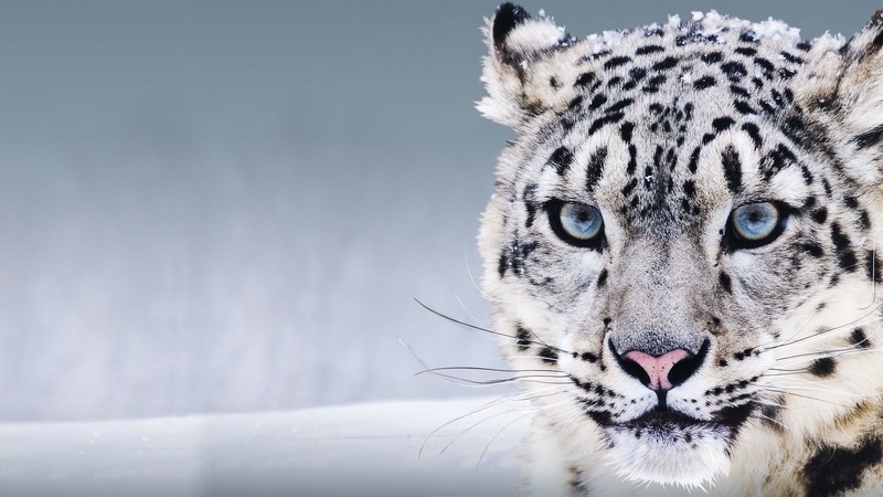 Snow Leopard, China, blue eyes, snow