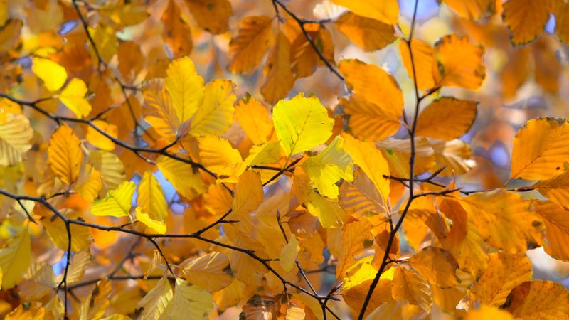 branches, leaves, yellow, autumn, closeup, 4k