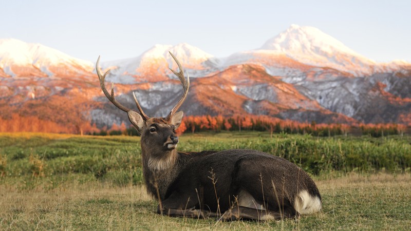 Deer, New Zeland, mountains