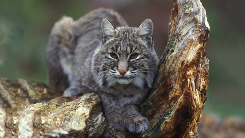 Bobcat, New York, USA