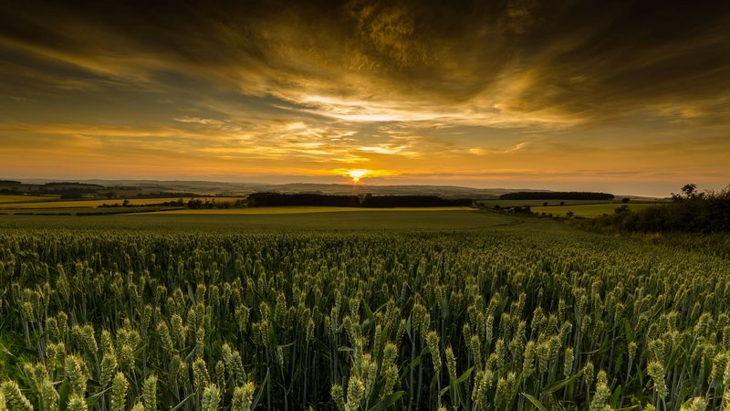 field, sunset, nature, dusk, evening, 4k
