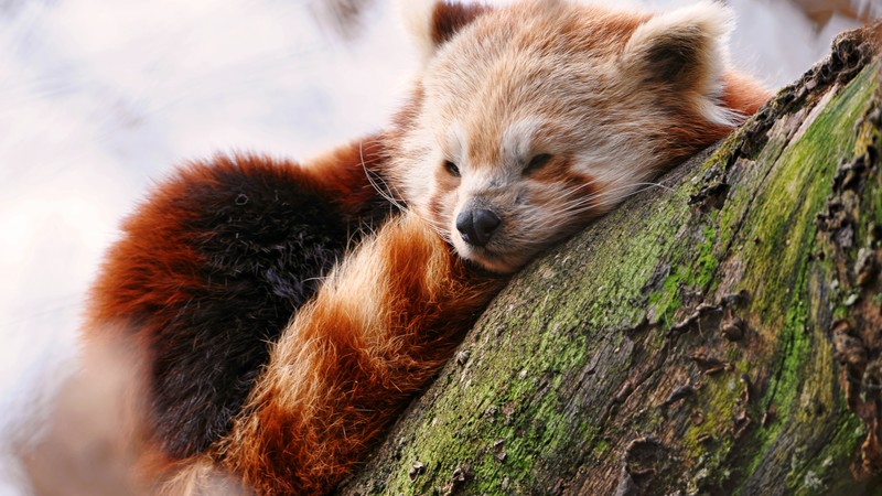 Red panda, animals, winter, sleep, zoo