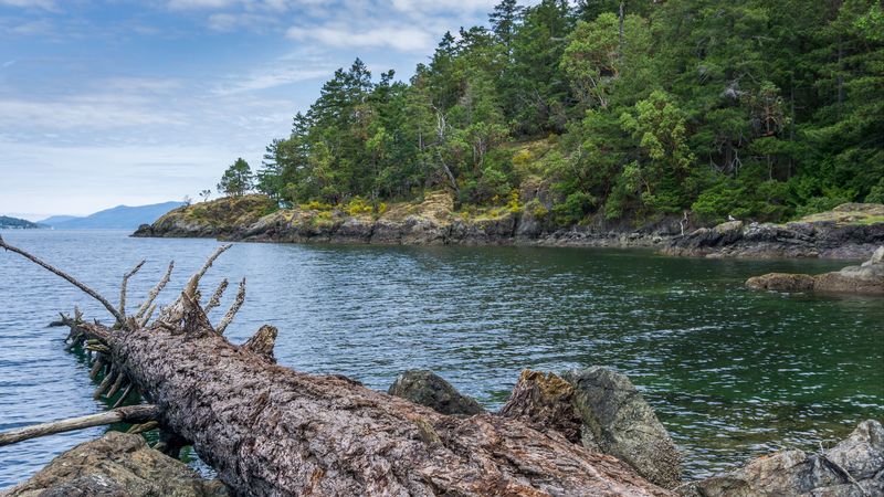 river, coast, trees, rocks, nature, 4k