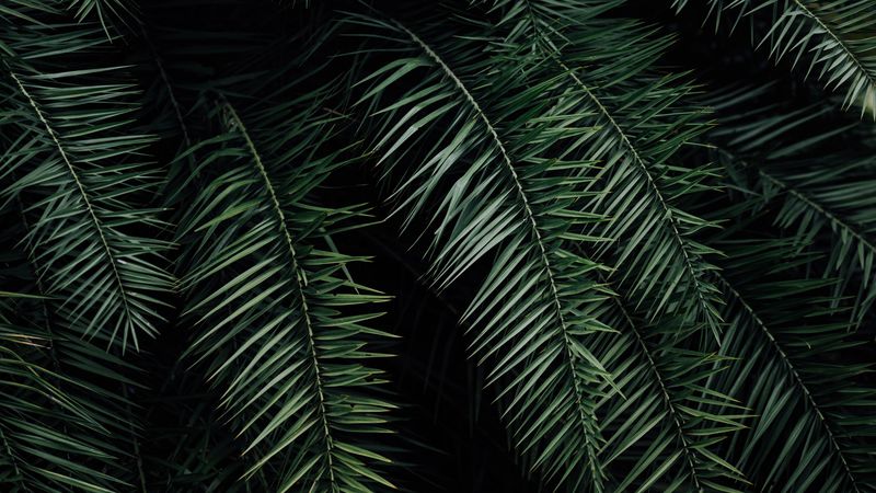 palm, branches, leaves, green, 4k