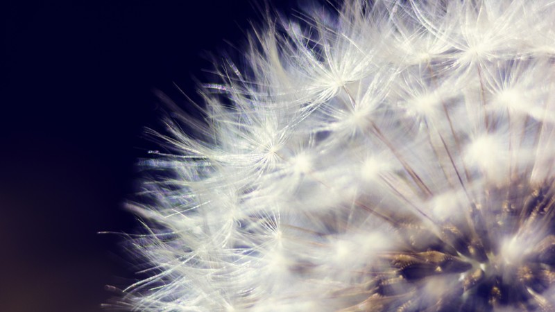 Dandelion, HD, macro, flowers