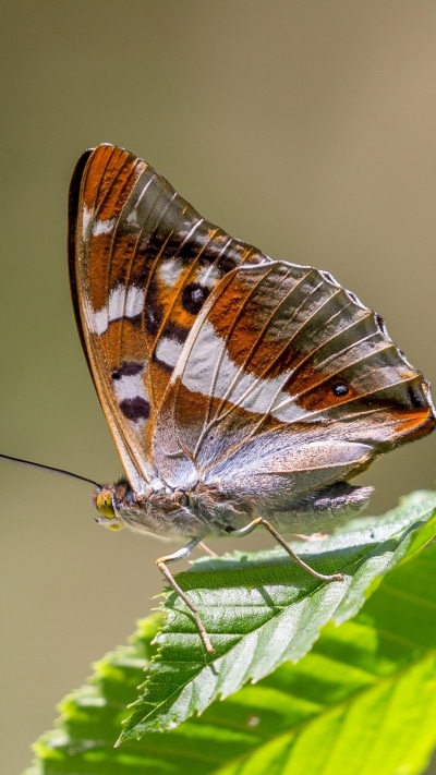 Animal Butterfly, Macro, Insect, 1080x1920