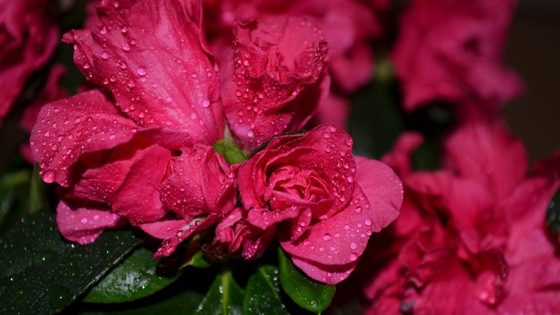 Roses, 4K, flowers, drops, red