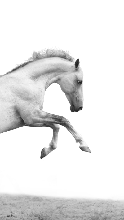 Animal Horse, 1080x1920