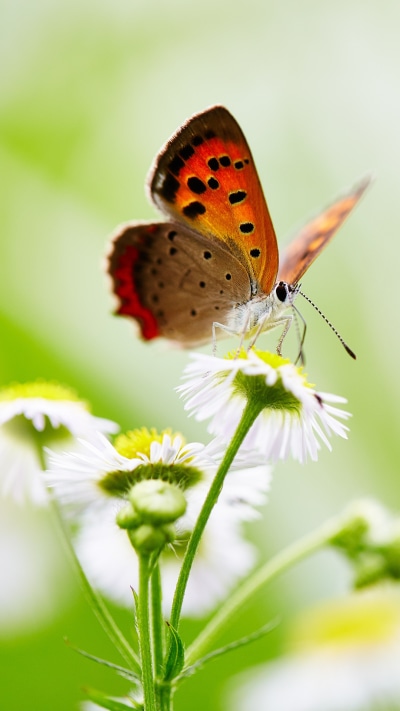 Animal Butterfly, White Flower, Insect, Flower, Macro, 1080x1920