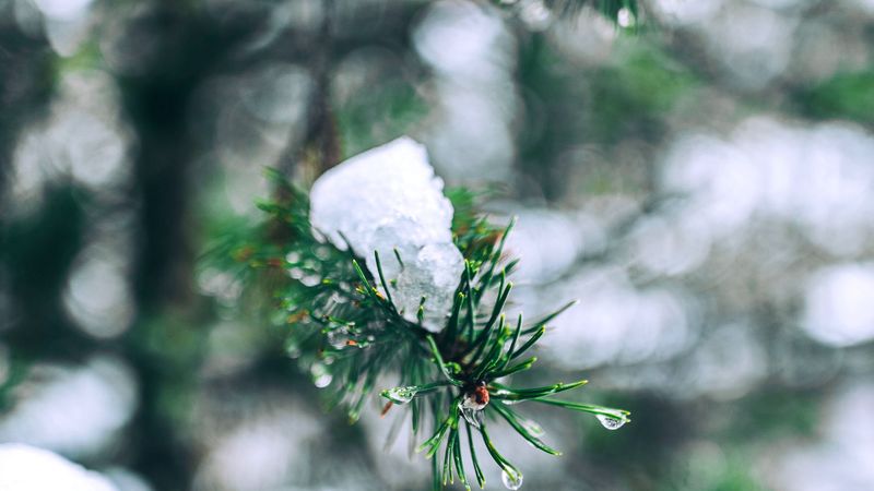 needles, branches, snow, snowy, 4k