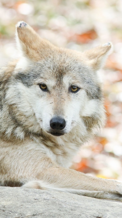 Animal Wolf, 1080x1920
