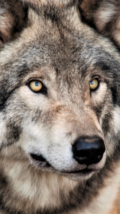 Animal Wolf, Face, Grey Wolf, 1080x1920