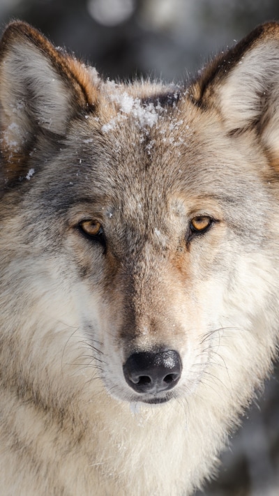 Animal Wolf, 1080x1920