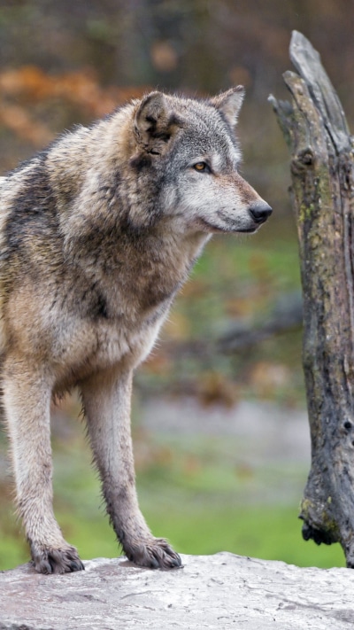 Animal Wolf, 1080x1920