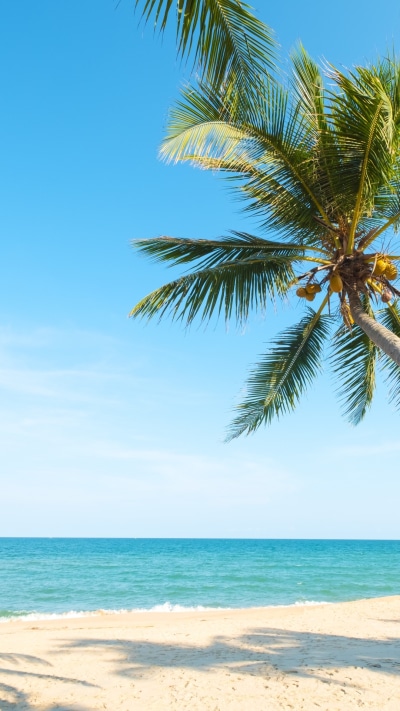 Earth Ocean, Beach, Nature, Palm Tree, Horizon, Sand, 1080x1920
