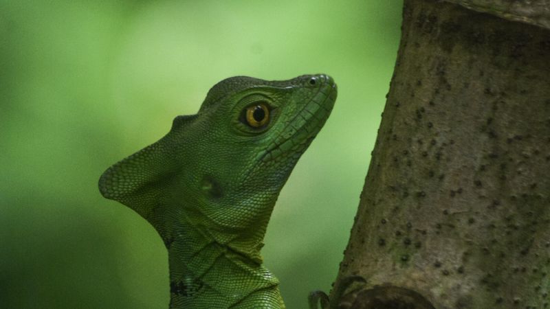 lizard, scales, reptile, amphibian, 4k