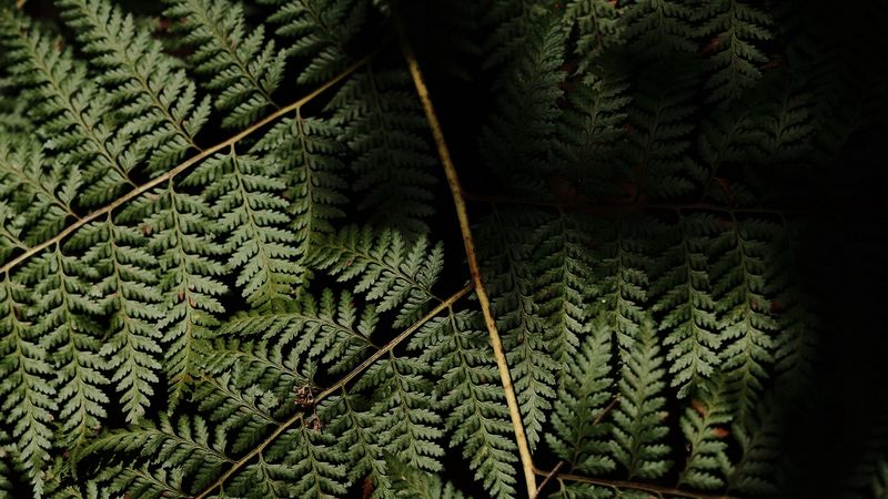 fern, leaves, plant, leaf, 4k