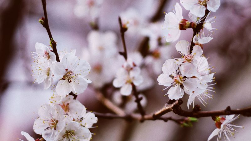 flower, bloom, spring, petal, delicate, 4k