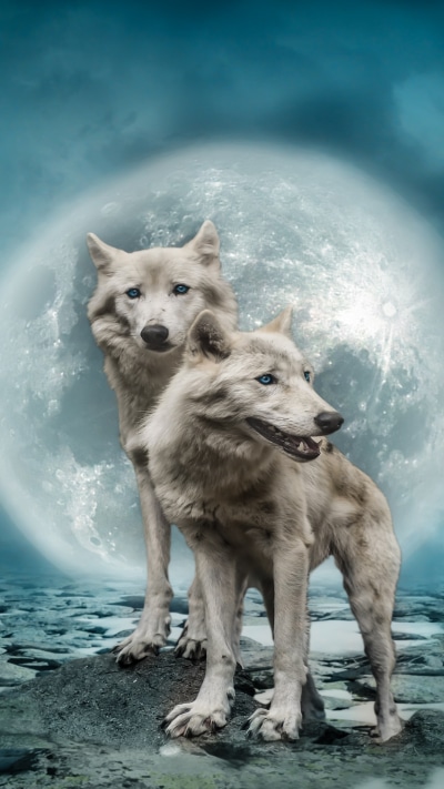 Animal Wolf, Manipulation, Moon, Blue Eyes, 1080x1920