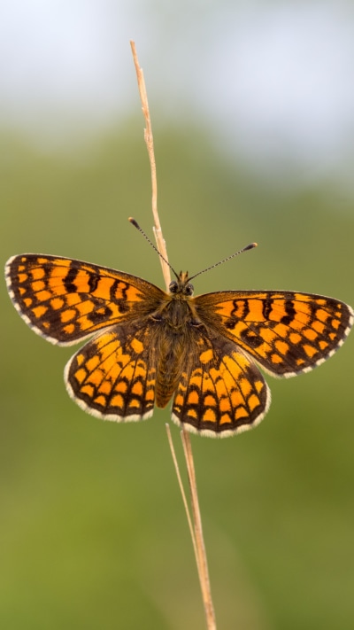 Animal Butterfly, Close-up, Blur, Insect, 1080x1920