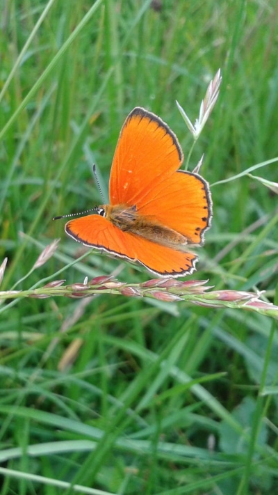 Animal Butterfly, 1080x1920