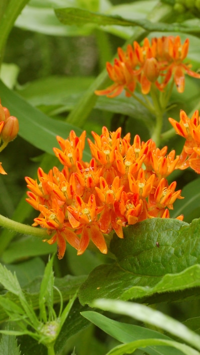 Earth Flower, Butterfly Weed, 1080x1920