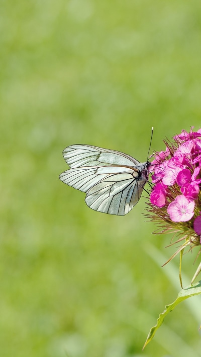 Animal Butterfly, Flower, Pink Flower, Insect, 1080x1920