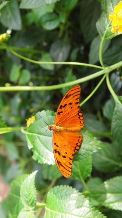 Animal Butterfly, 1080x1920