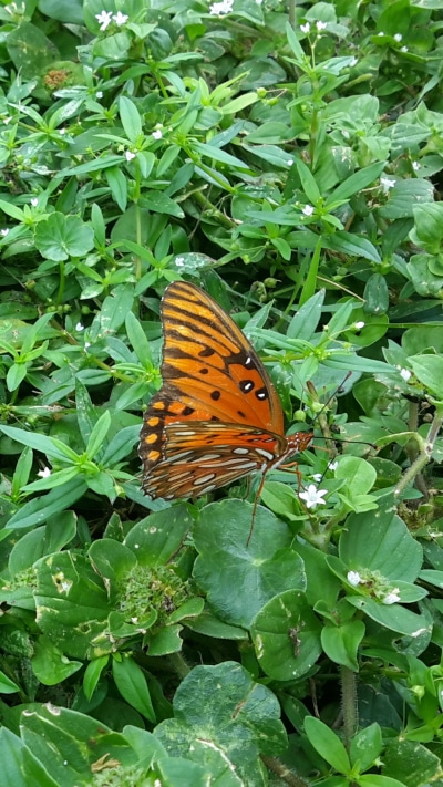 Animal Butterfly, 1080x1920