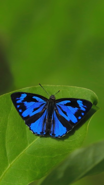 Animal Butterfly, Leaf, 1080x1920