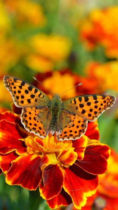Animal Butterfly, Macro, Flower, Orange Flower, Marigold, 1080x1920