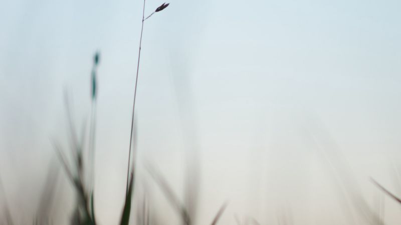ear, grass, evening, plant, 4k