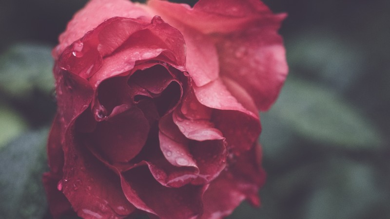 Rose, HD, macro, flowers