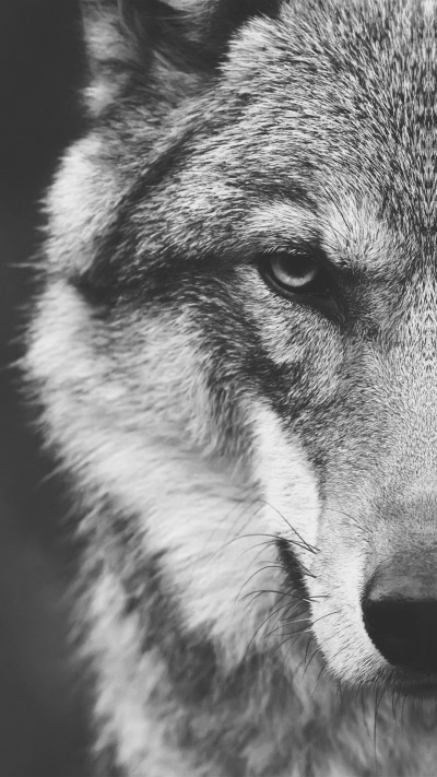 Animal Wolf, Stare, Face, Muzzle, 1080x1920