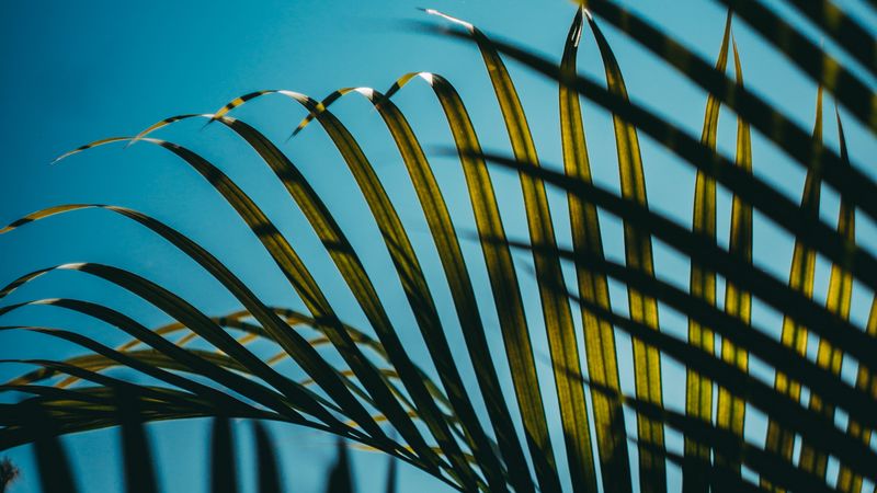 leaves, palm, branches, sky, 4k