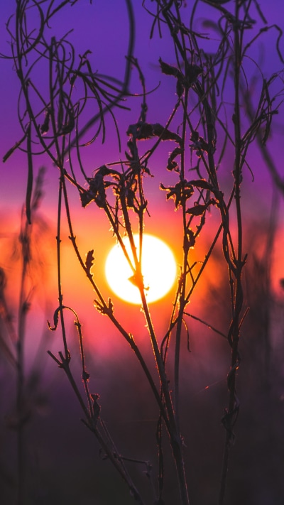 Earth Sunset, Plant, 1080x1920