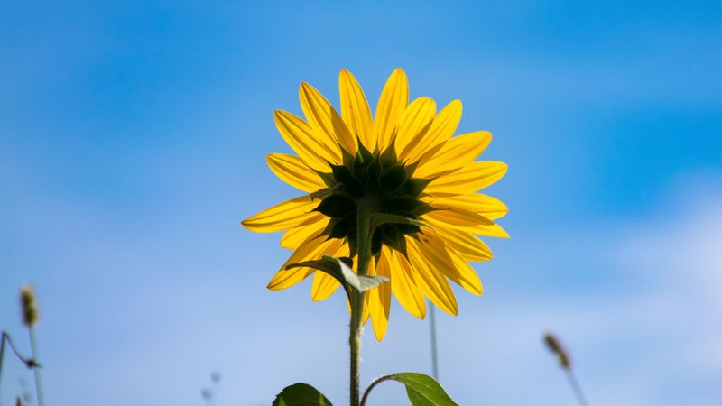 sunflower, flower, petals, yellow, field, 4k